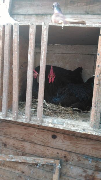  - gaini rhode island