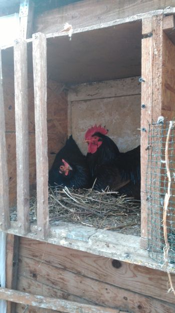  - gaini rhode island