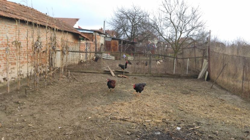  - gaini rhode island