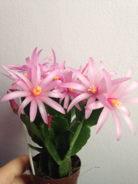 Rhipsalidopsis roz deschis - Cactusi si suculente