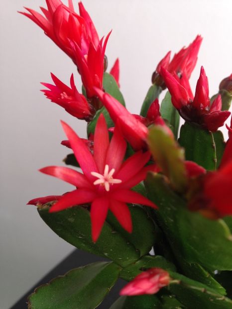 Rhipsalidopsis rosu - Cactusi si suculente