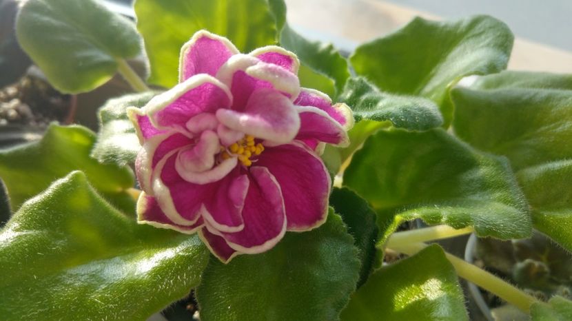 20170214_085540_HDR - Ek magia liubvi