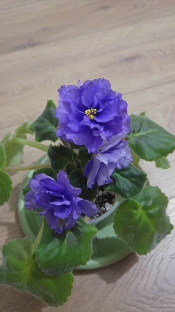 20170111_235916_HDR - Le Pisanka Sport