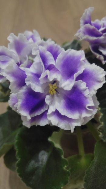 20170122_185450_HDR - Letnie sumerki