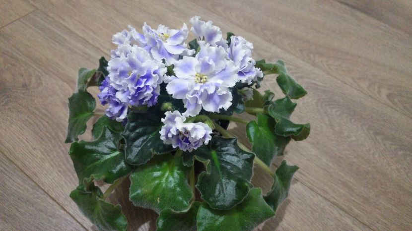 20170127_210008_HDR - Blue Mist