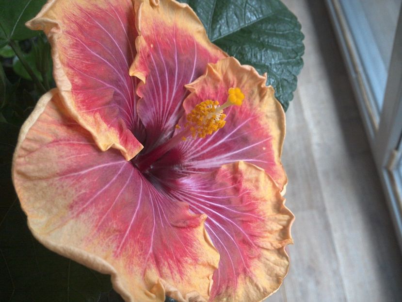 WIN_20170222_132156 - Jolanda Gommer