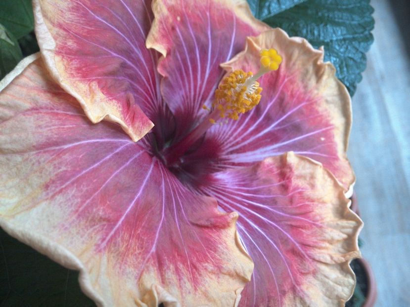 WIN_20170222_132222 - Jolanda Gommer