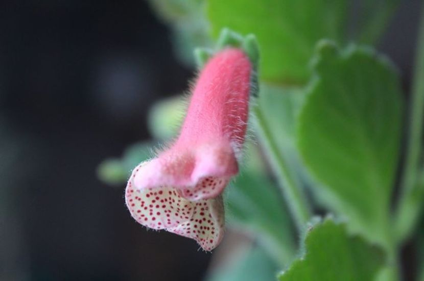 Ni's Eugenia - Gesneria