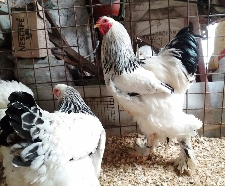  - 2_BRAHMA HD _ FAM 1