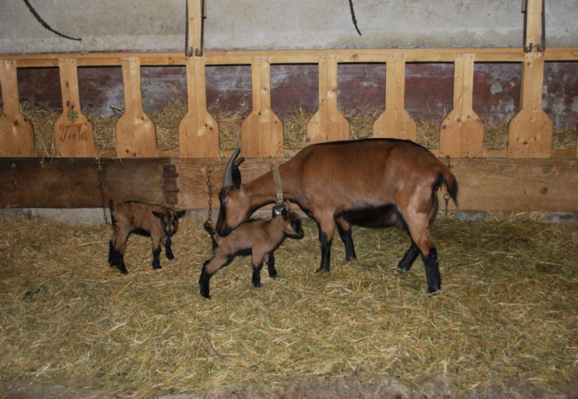 Alpina cu doi iezi - Rase de oi si capre poze deosebite 13