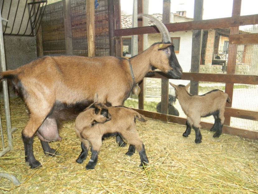 Alpina cu doi iezi-5y - Rase de oi si capre poze deosebite 13