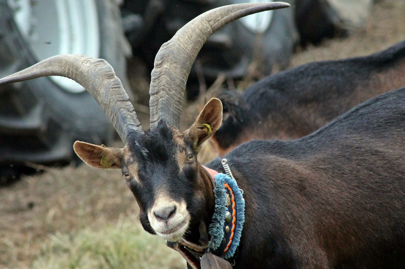 Alpina cu o curea faina de tot - Rase de oi si capre poze deosebite 13