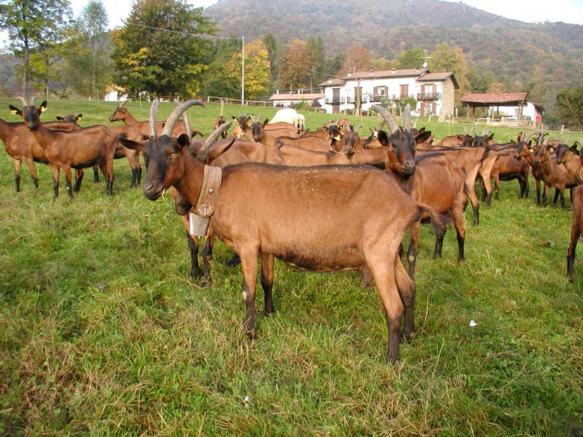 Alpine la gramada-6yp - Rase de oi si capre poze deosebite 13