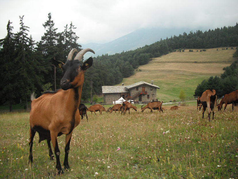 Alpine la pascut frumoase-4eu - Rase de oi si capre poze deosebite 13