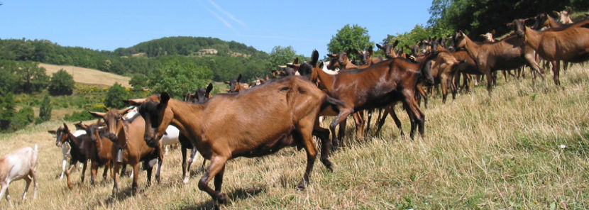 Alpinele  frumoase la soare - Rase de oi si capre poze deosebite 13