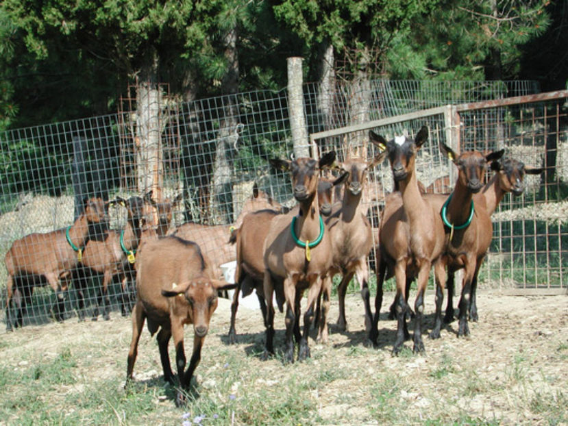 Alpinele in ocol - Rase de oi si capre poze deosebite 13