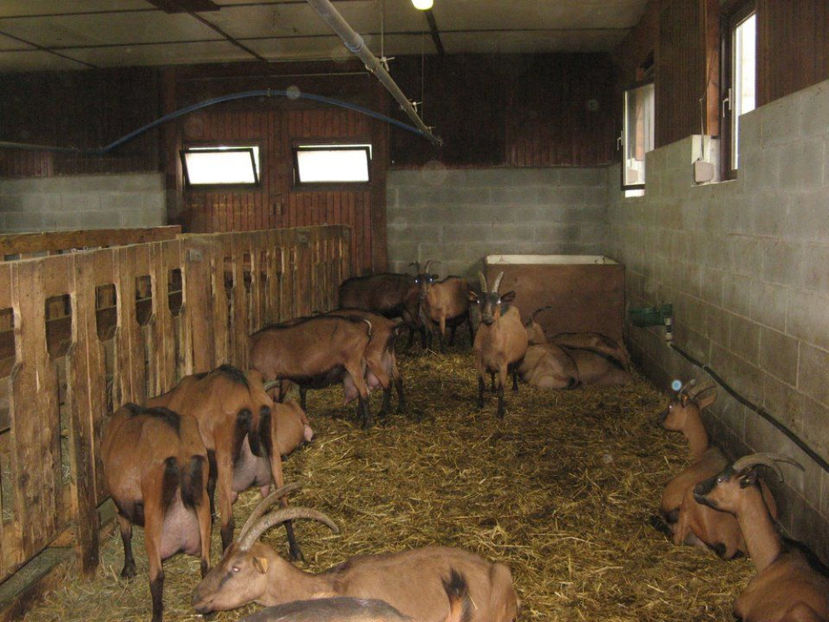 Alpinele la adapost-5gn - Rase de oi si capre poze deosebite 13