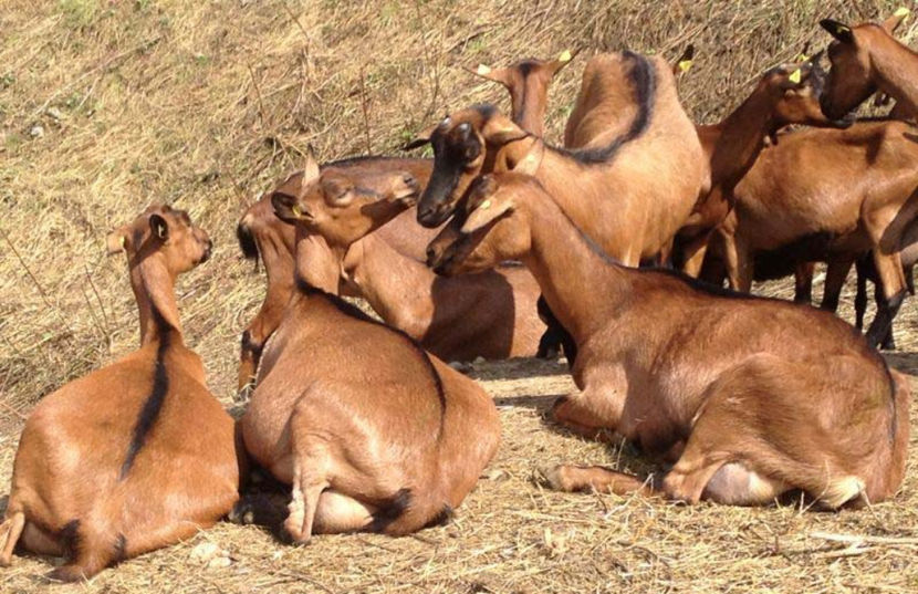 Alpinele satule - Rase de oi si capre poze deosebite 13