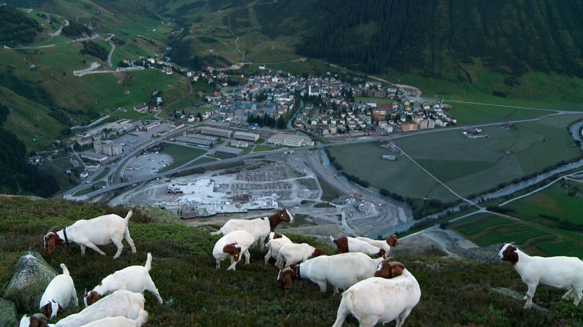 Capre Boer la pascut pe deal - Rase de oi si capre poze deosebite 13