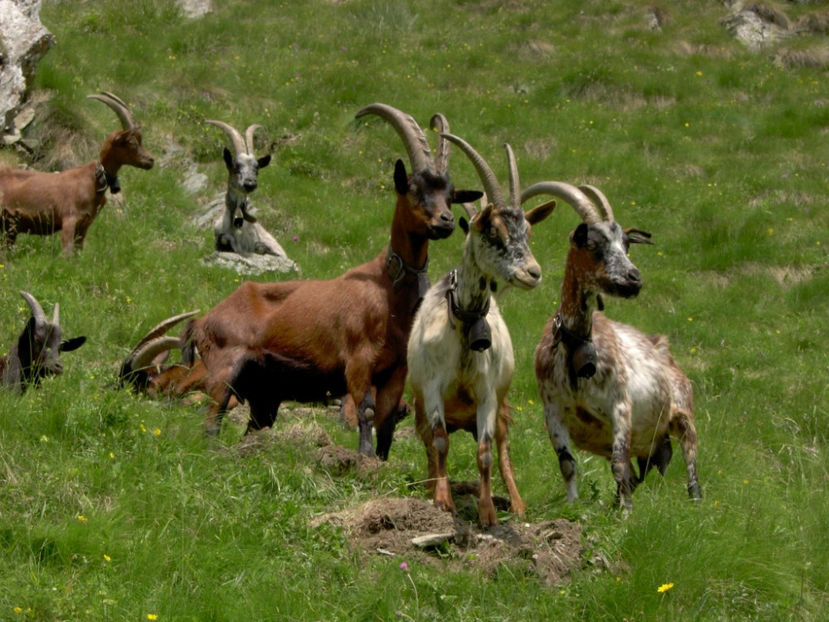 Capre bune de lapte-39 - Rase de oi si capre poze deosebite 13