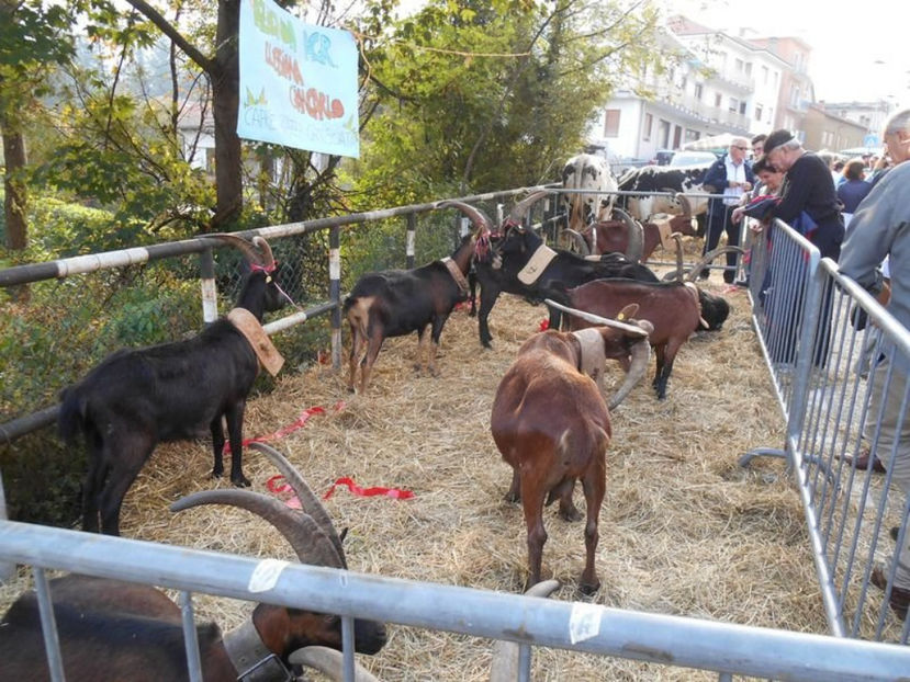 Capre la stand-689 - Rase de oi si capre poze deosebite 13