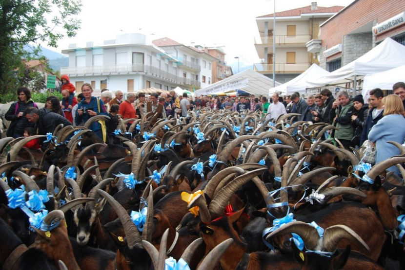 Capre peste tot-438 - Rase de oi si capre poze deosebite 13