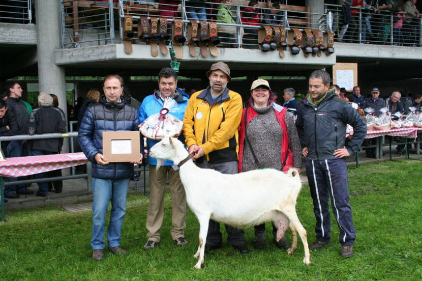 Castigatoarea dintre Saanen - Rase de oi si capre poze deosebite 13