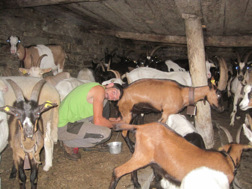 La muls caprele-27y - Rase de oi si capre poze deosebite 13