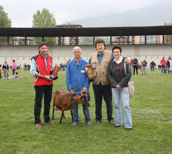 O Alpina castigatoare-64r - Rase de oi si capre poze deosebite 13