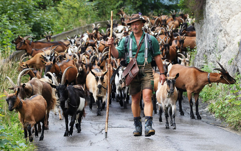 Pastorul si caprele lui - Rase de oi si capre poze deosebite 13