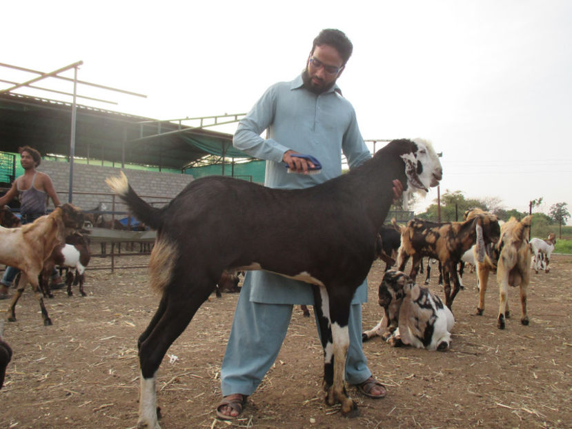 Rase de capre din India-4 - Rase de oi si capre poze deosebite 13