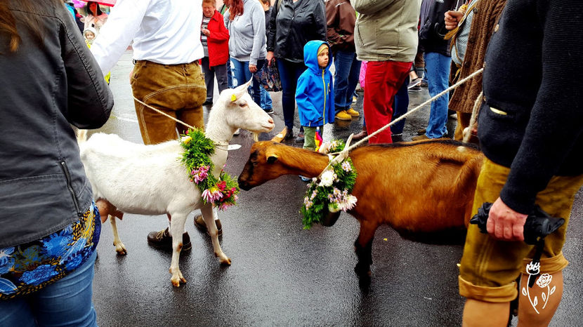 Saanen si Alpina impodobite-4 - Rase de oi si capre poze deosebite 13