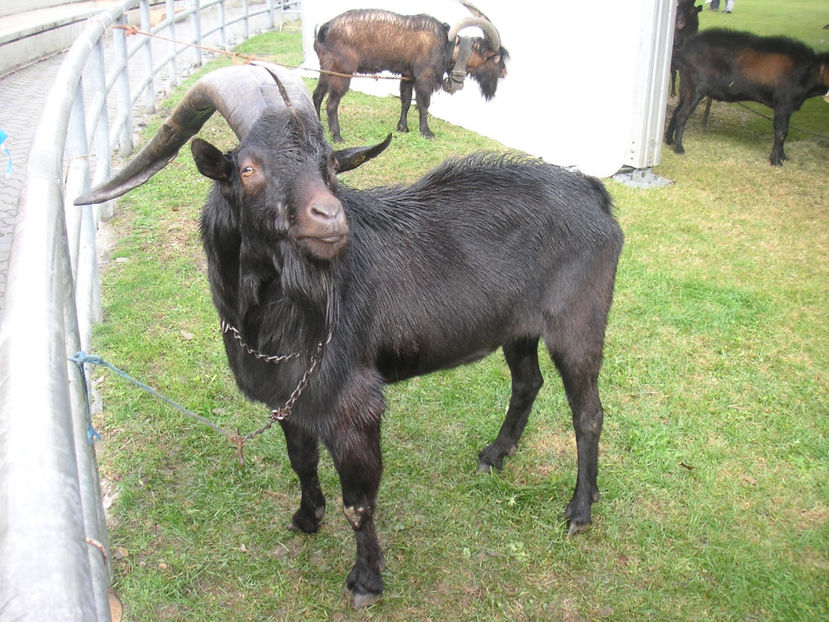 Tapi in calduri - Rase de oi si capre poze deosebite 13