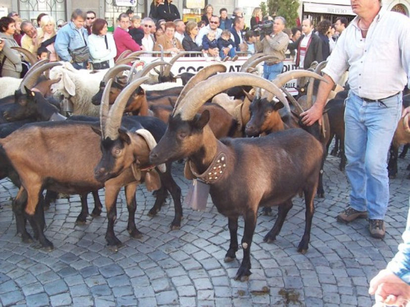 Tapii reproducatori - Rase de oi si capre poze deosebite 13