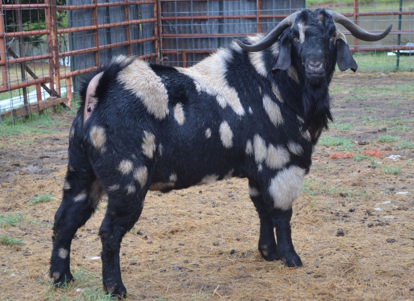 Tapul Boer frumos pictat - Rase de oi si capre poze deosebite 13
