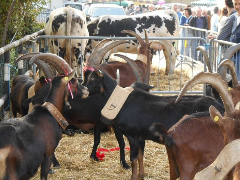 Vaci si capre - Rase de oi si capre poze deosebite 13