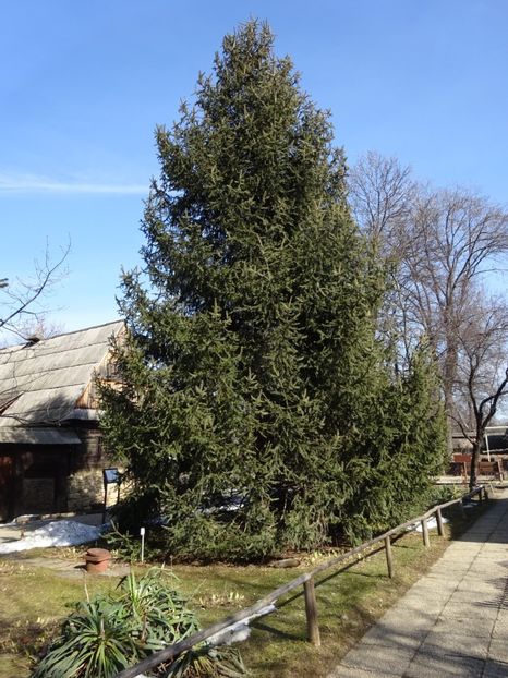  - 0 Muzeul Satului feb 2017