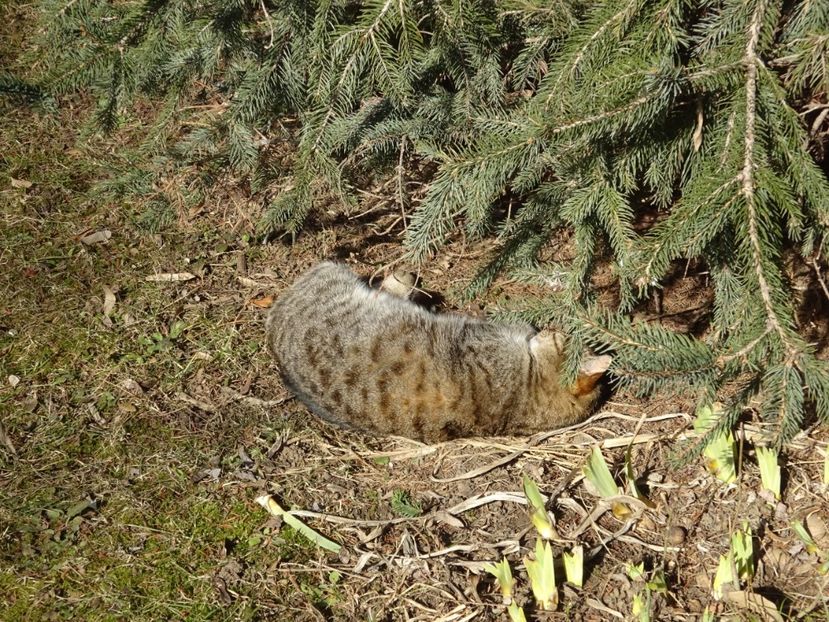  - 0 Muzeul Satului feb 2017