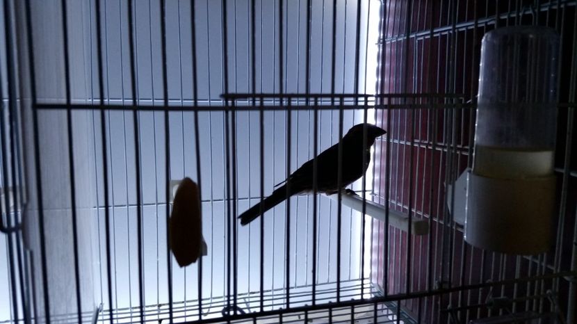 Mascul Ghimple Mexican - Canari si Indigene poze vechi