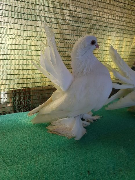 F 7472, 2016 - au fost VANDUTI