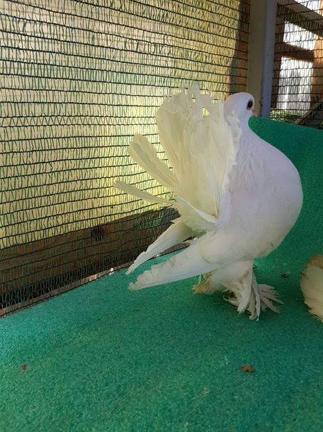 F 7452, 2016; 200 lei - au fost VANDUTI