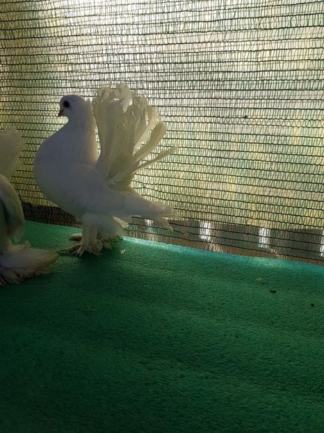 F 7452, 2016 - au fost VANDUTI