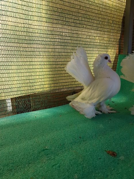 F 7472, 2016 - au fost VANDUTI