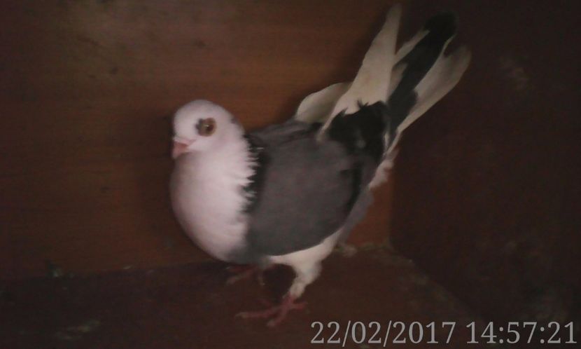  - galateni matca 2017