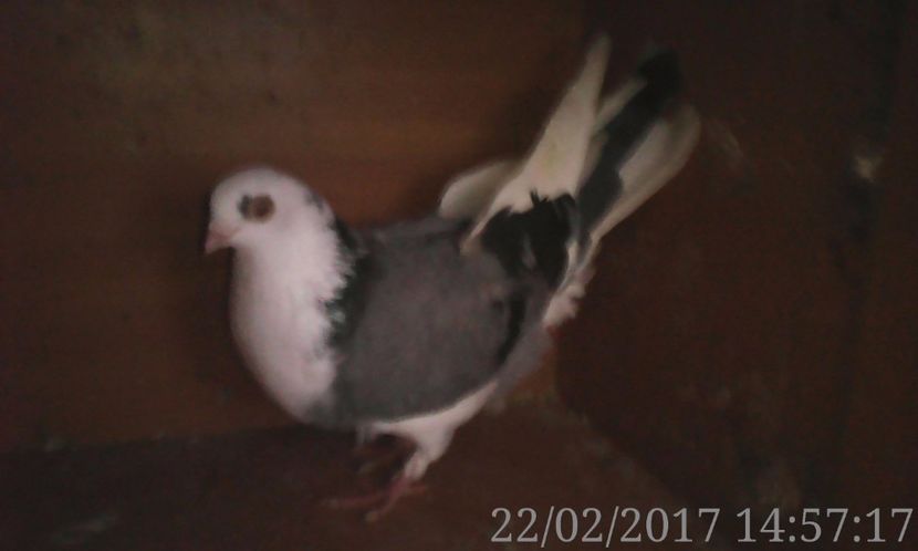  - galateni matca 2017