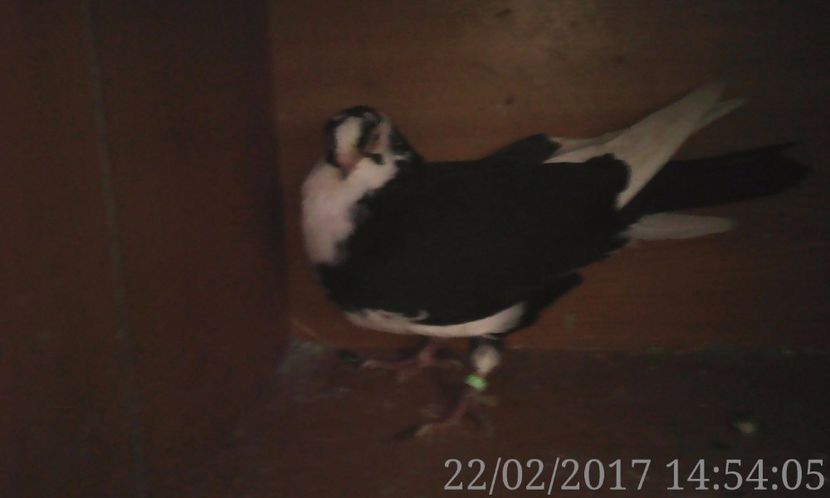  - galateni matca 2017