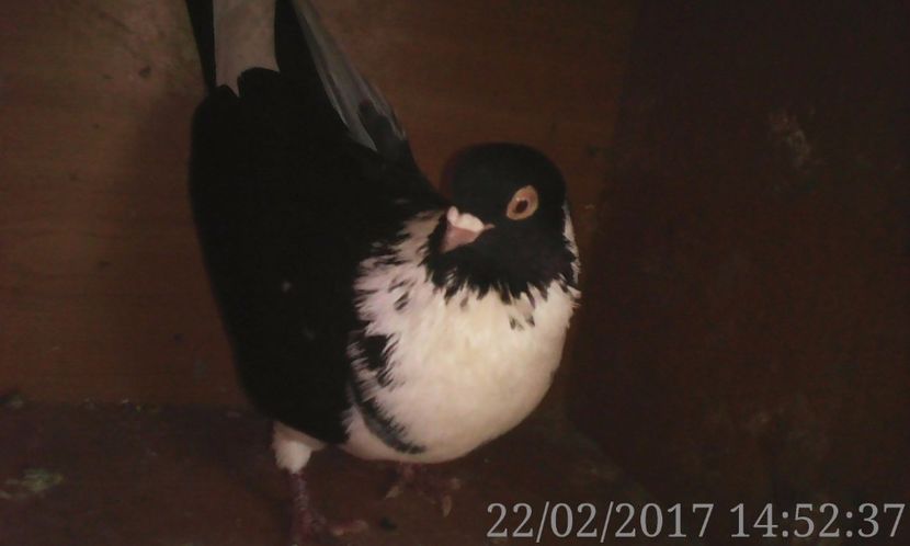  - galateni matca 2017