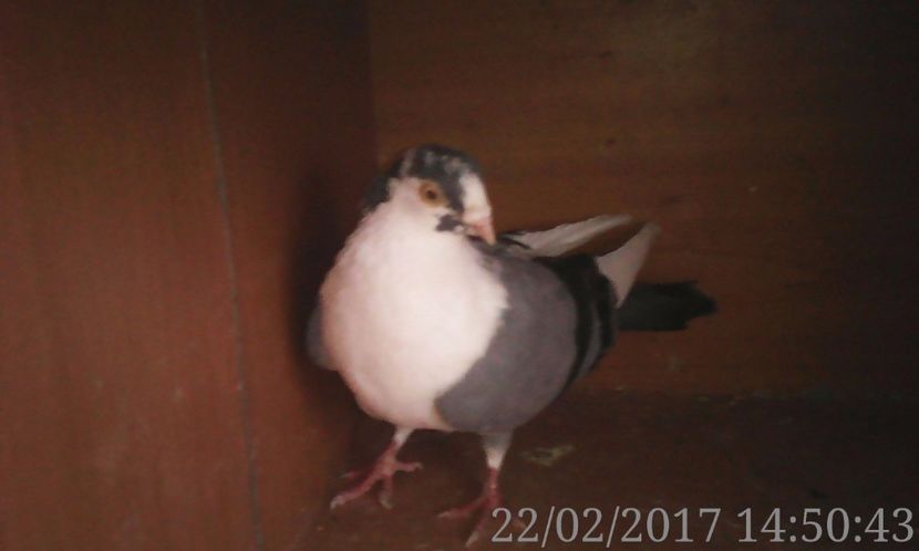  - galateni matca 2017