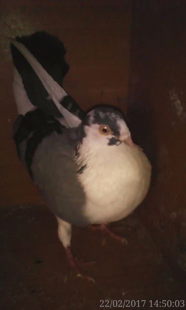  - galateni matca 2017