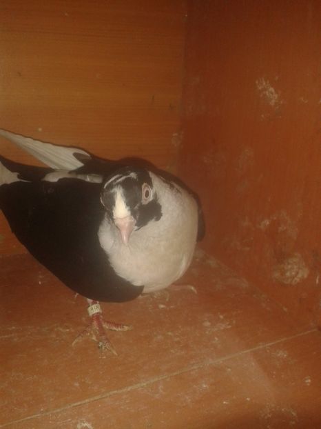  - galateni matca 2017